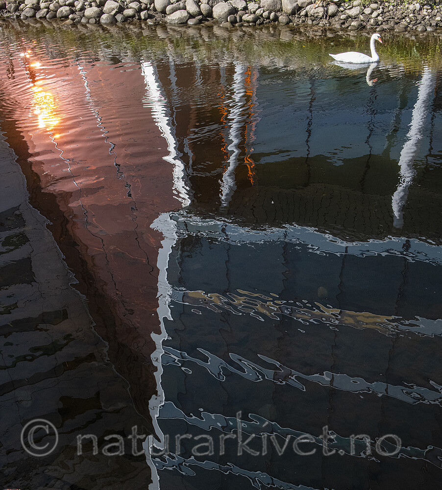 BB_20210909_0045 / Cygnus olor / Knoppsvane