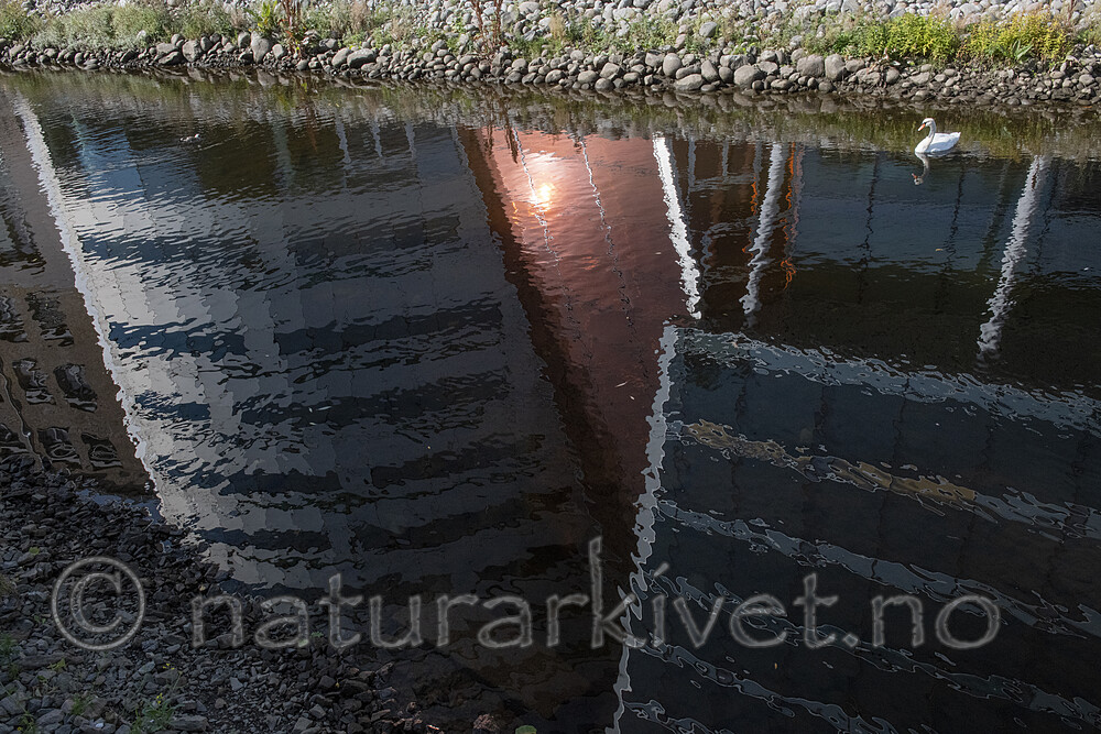 BB_20210909_0064 / Cygnus olor / Knoppsvane