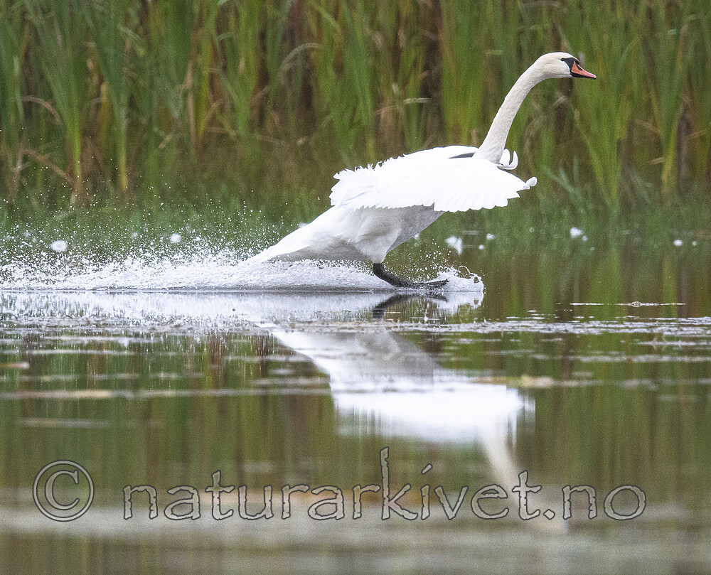 BB_20210912_0197 / Cygnus olor / Knoppsvane