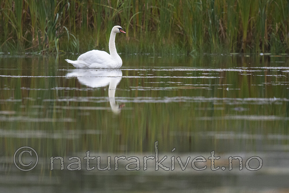 BB_20210912_0211 / Cygnus olor / Knoppsvane