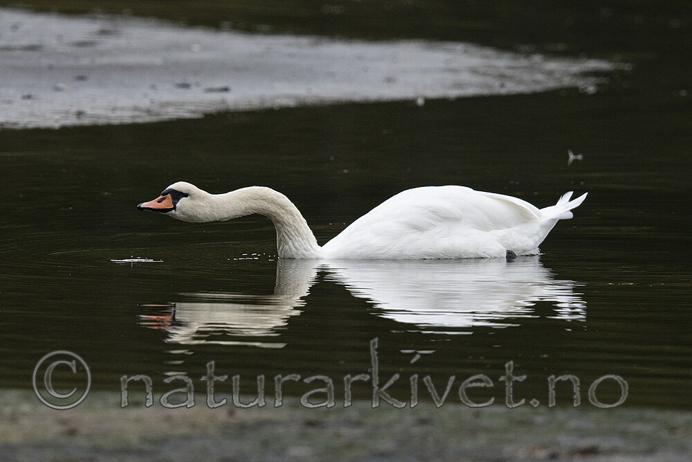 BB_20210912_0830 / Cygnus olor / Knoppsvane