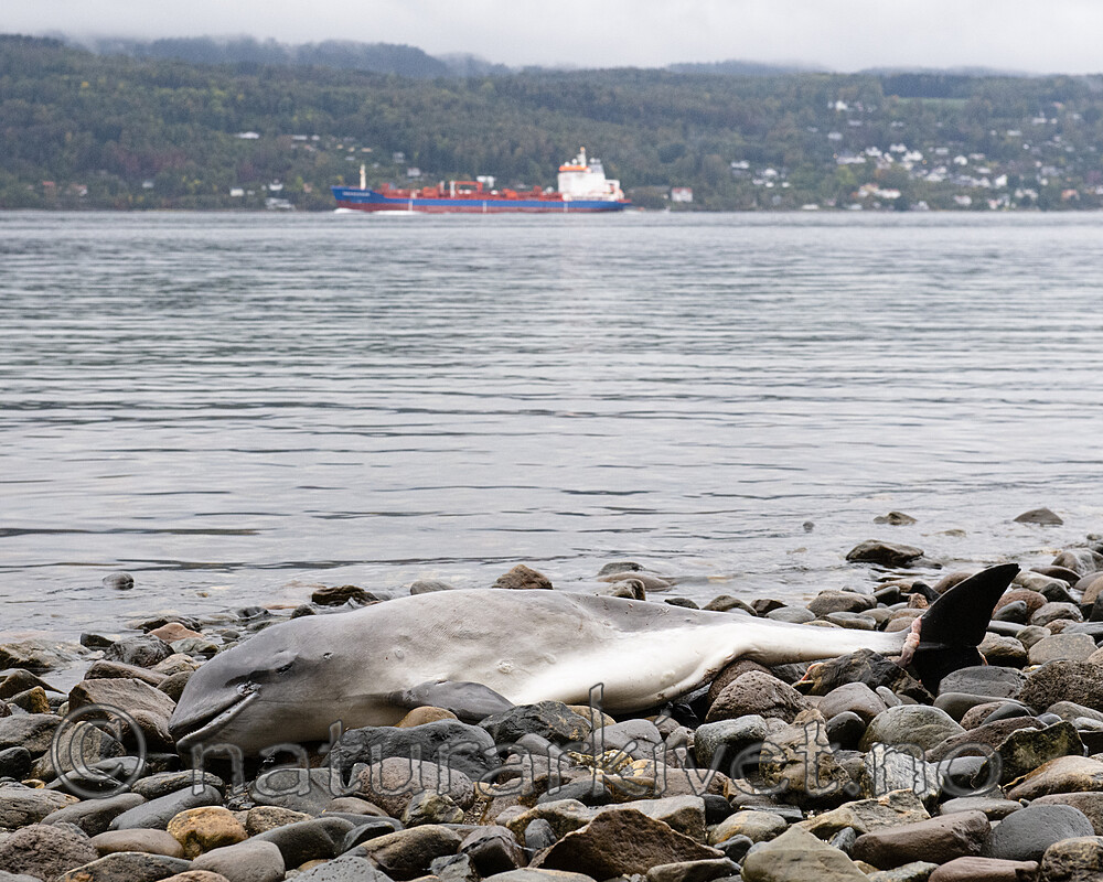 BB_20210930_0022 / Phocoena phocoena / Nise