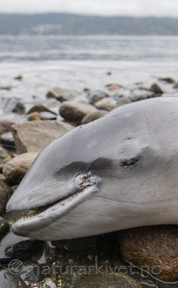 BB_20210930_0033 / Phocoena phocoena / Nise