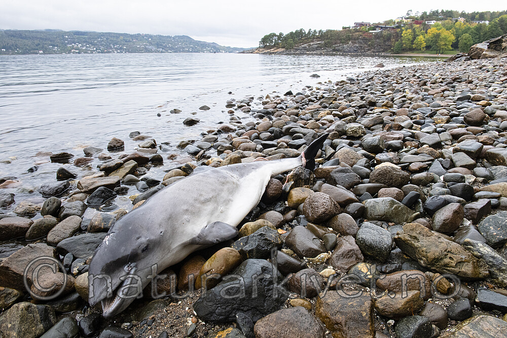 BB_20210930_0042 / Phocoena phocoena / Nise