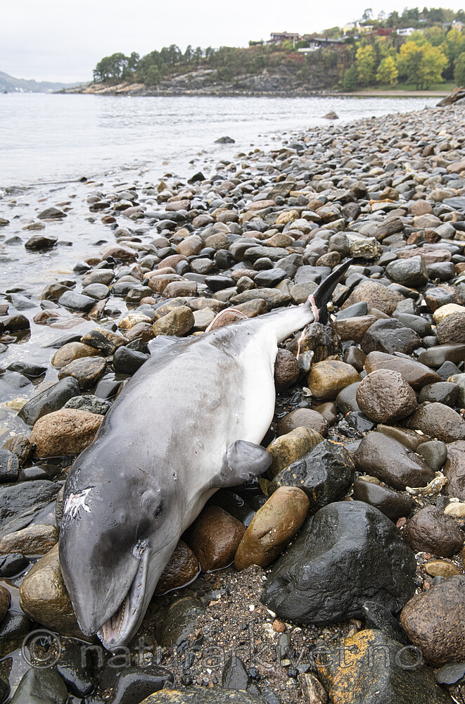 BB_20210930_0057 / Phocoena phocoena / Nise