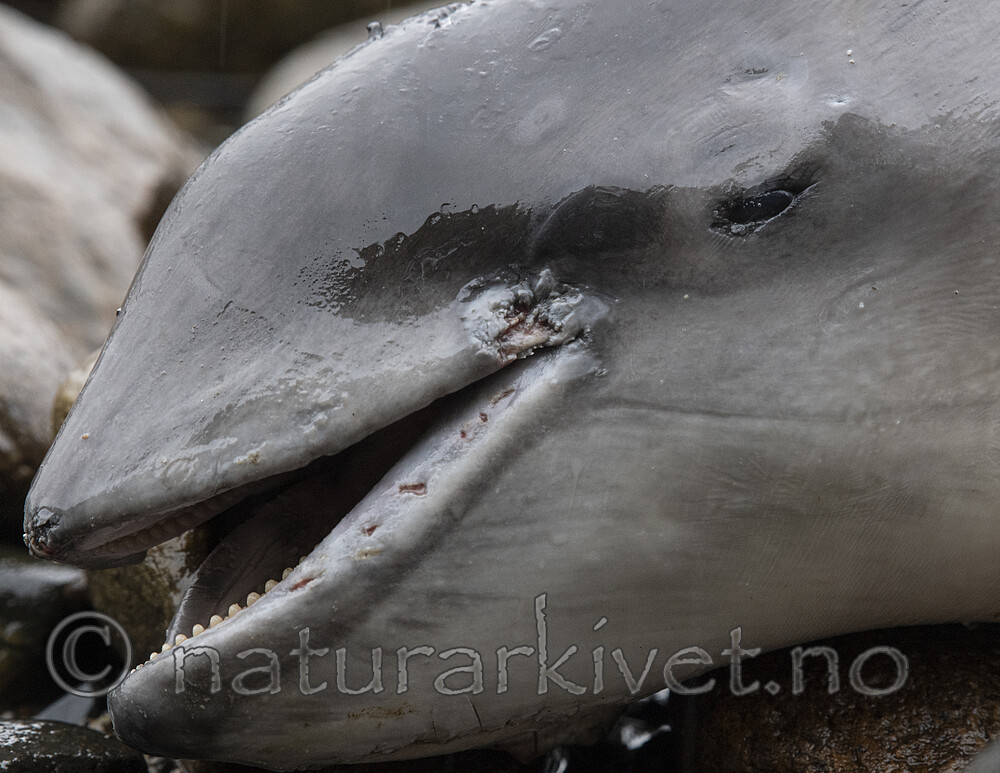 BB_20210930_0061 / Phocoena phocoena / Nise