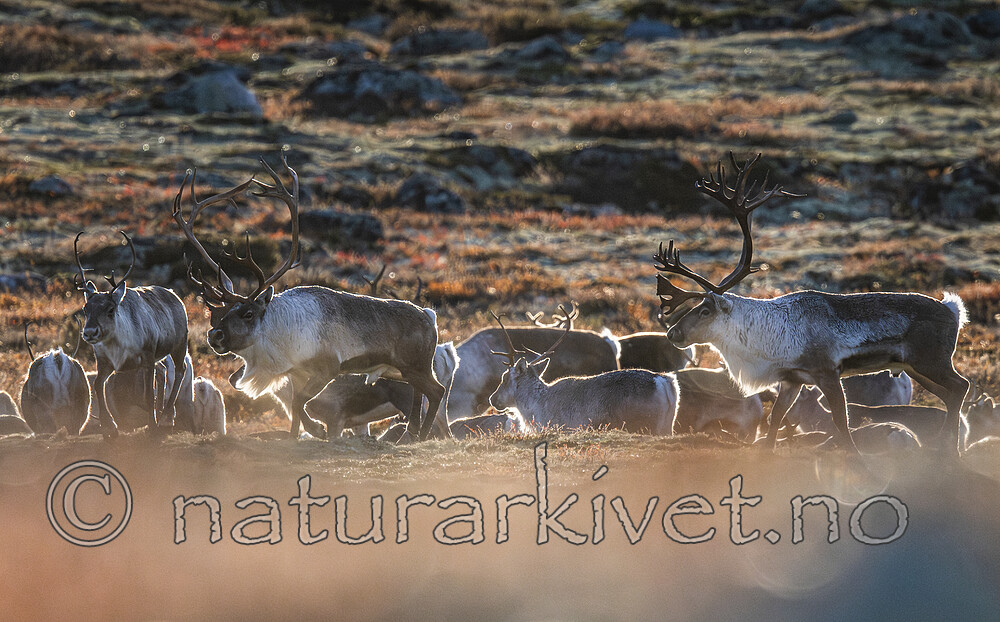 BB_20211004_0016-Forbedret-NR / Rangifer tarandus / Rein