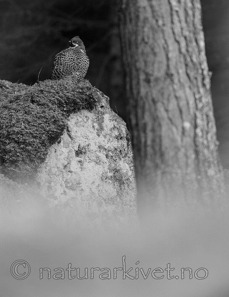 BB_20211004_0247 / Tetrastes bonasia / Jerpe