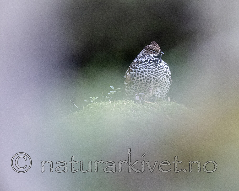 BB_20211004_0261-2 / Tetrastes bonasia / Jerpe