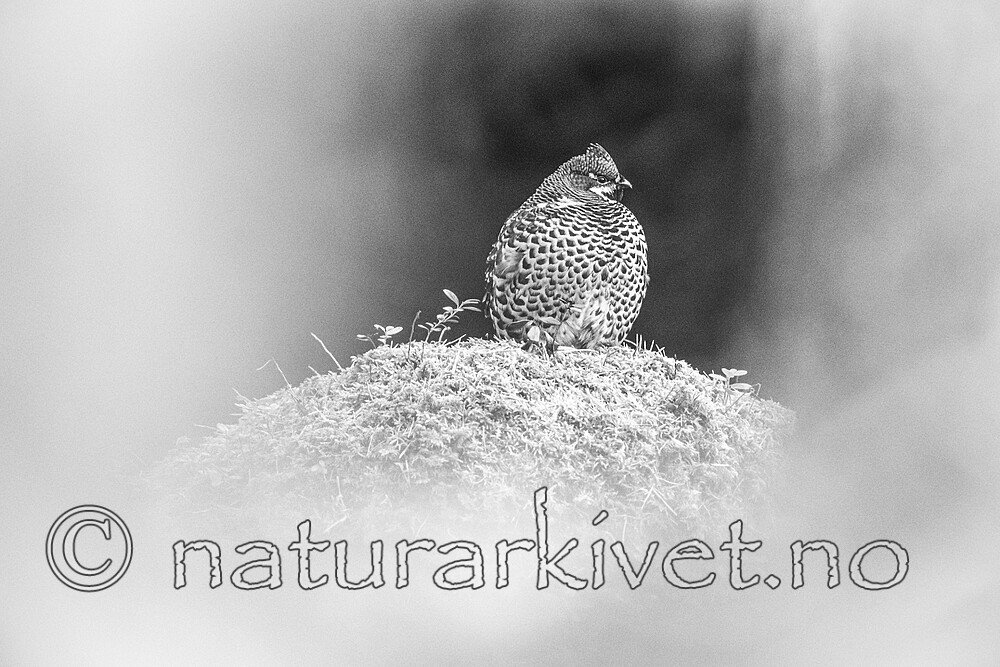 BB_20211004_0269 / Tetrastes bonasia / Jerpe