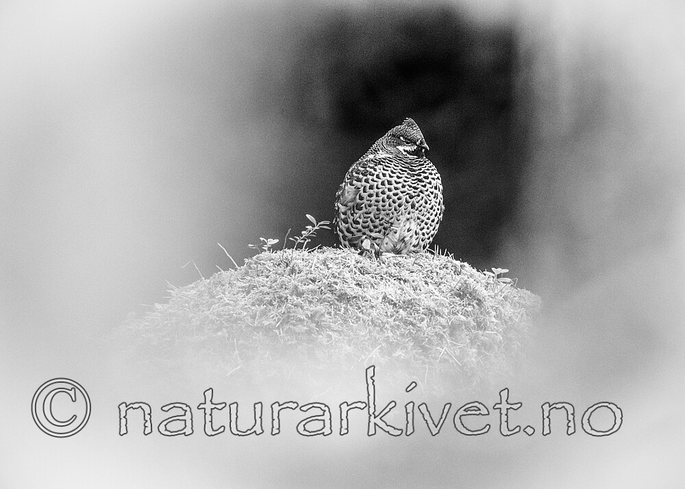 BB_20211004_0270 / Tetrastes bonasia / Jerpe