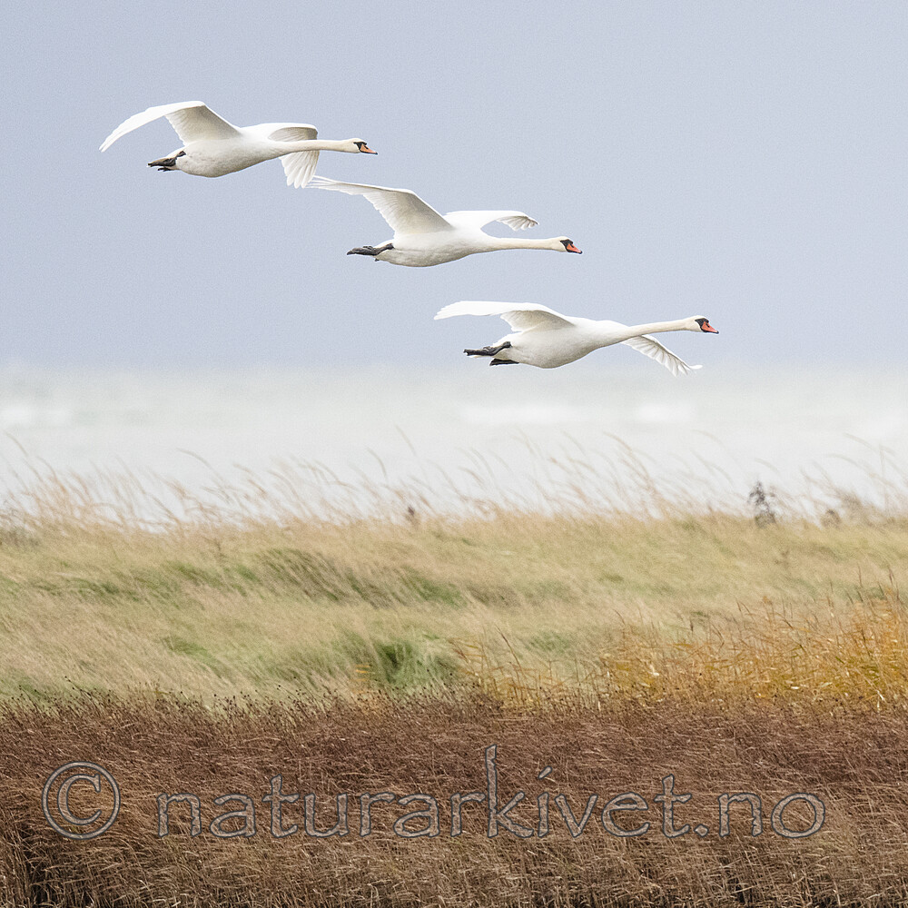 BB_20211015_0064 / Cygnus olor / Knoppsvane