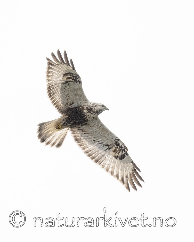 BB_20211017_0375 / Buteo lagopus / Fjellvåk