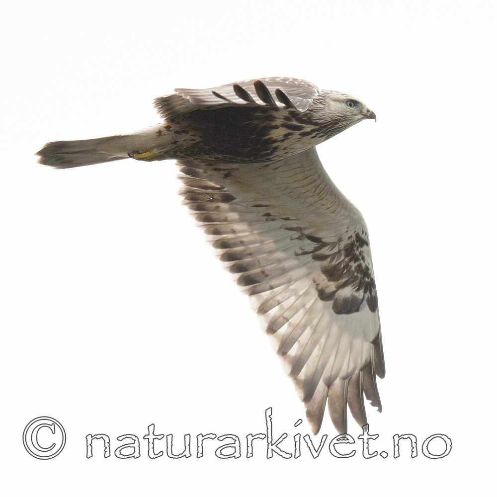 BB_20211017_0470 / Buteo lagopus / Fjellvåk