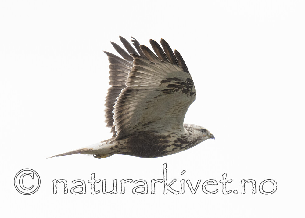 BB_20211017_0473 / Buteo lagopus / Fjellvåk