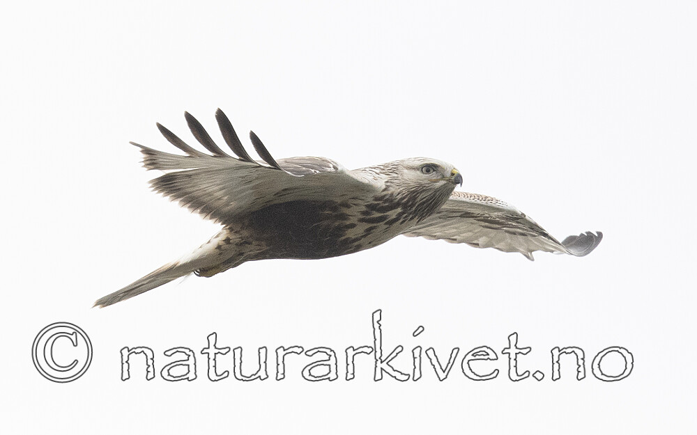 BB_20211017_0486 / Buteo lagopus / Fjellvåk