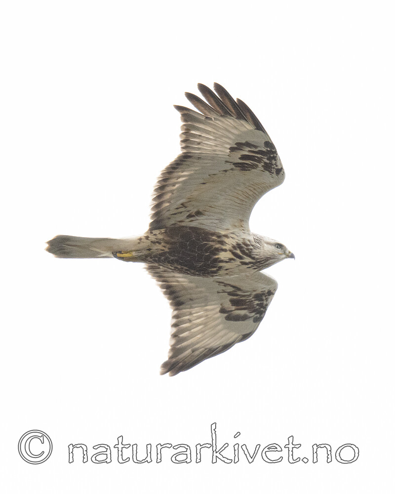 BB_20211017_0493 / Buteo lagopus / Fjellvåk