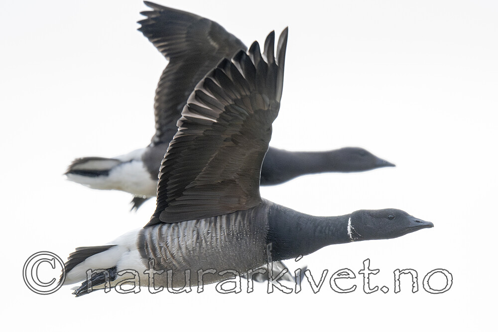 BB_20211017_0510-Forbedret-NR / Branta bernicla / Ringgås <br /> Branta bernicla bernicla