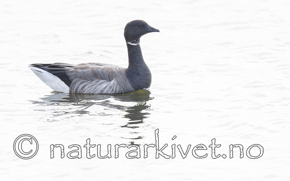 BB_20211017_0552-Forbedret-NR / Branta bernicla / Ringgås <br /> Branta bernicla bernicla