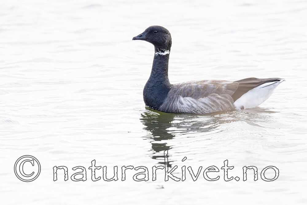 BB_20211017_0555-Forbedret-NR / Branta bernicla / Ringgås <br /> Branta bernicla bernicla
