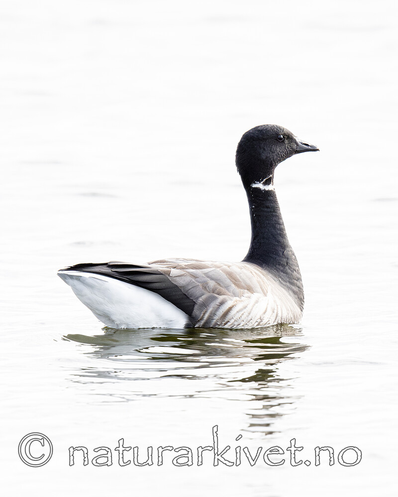 BB_20211017_0562-Forbedret-NR / Branta bernicla / Ringgås <br /> Branta bernicla bernicla