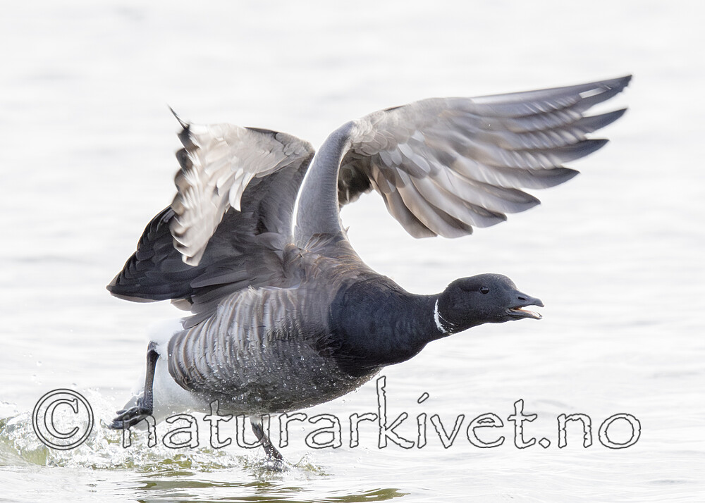 BB_20211017_0563-Forbedret-NR / Branta bernicla / Ringgås <br /> Branta bernicla bernicla