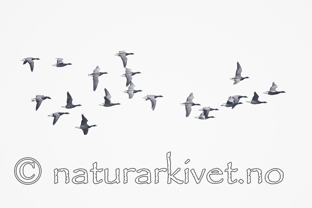 BB_20211020_0112-Forbedret-NR / Branta bernicla / Ringgås <br /> Branta bernicla bernicla