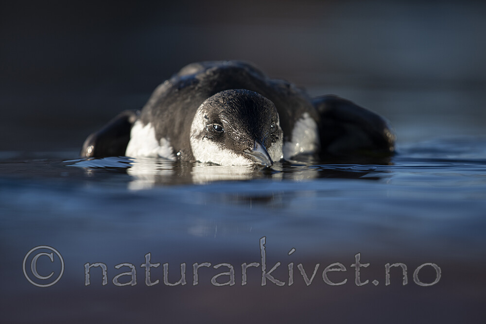 BB_20211027_0033 / Uria aalge / Lomvi