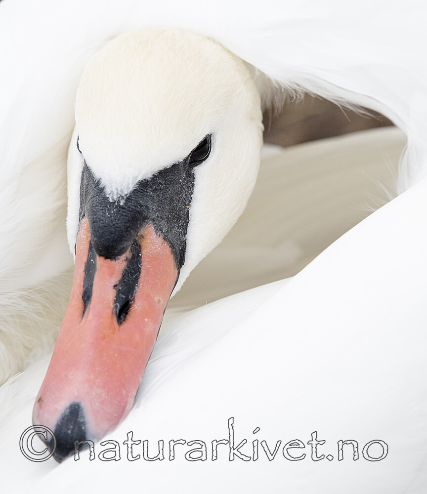 BB_20211103_0102 / Cygnus olor / Knoppsvane