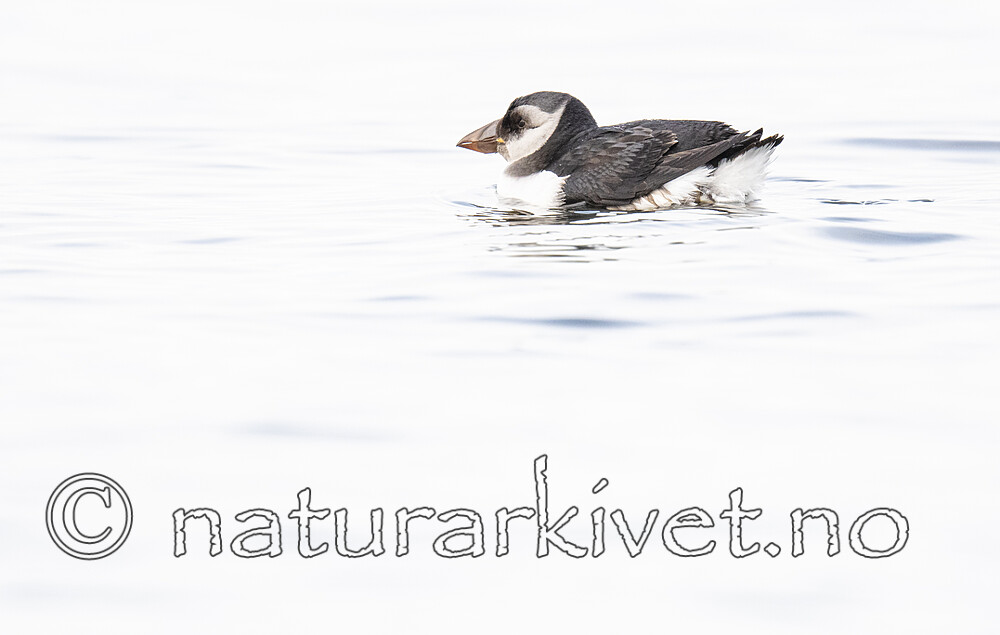 BB_20211106_0039 / Fratercula arctica / Lunde