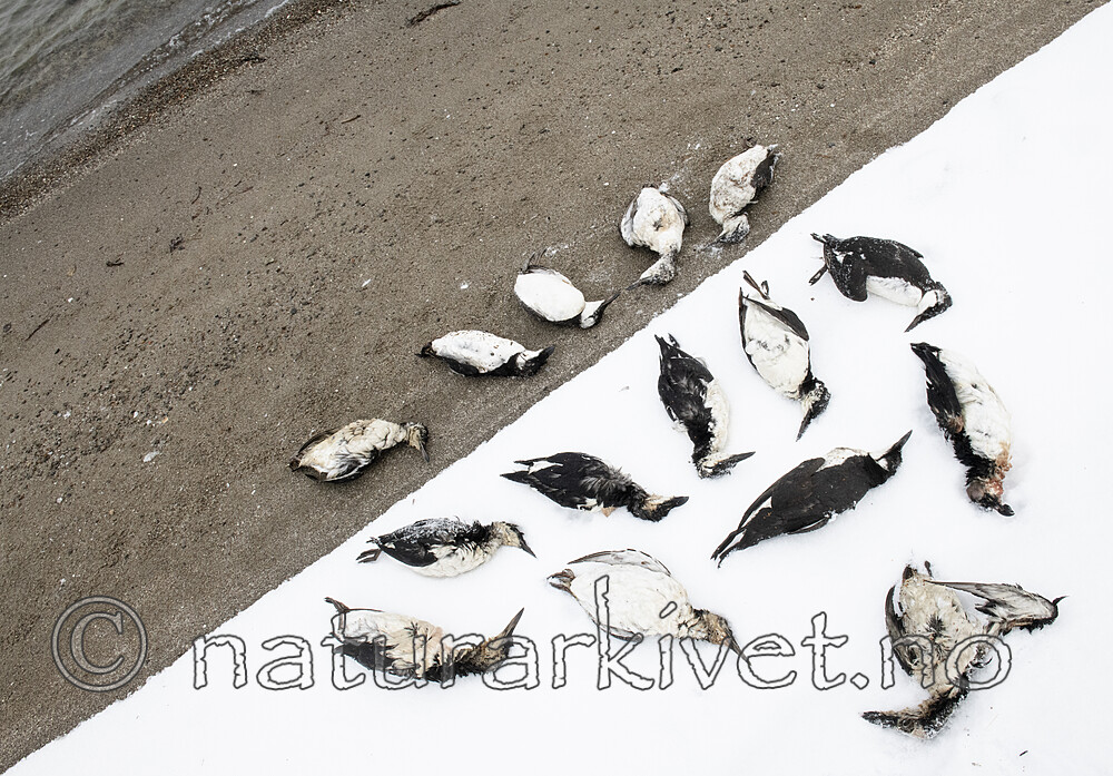 BB_20211201_0023 / Alca torda / Alke <br /> Uria aalge / Lomvi