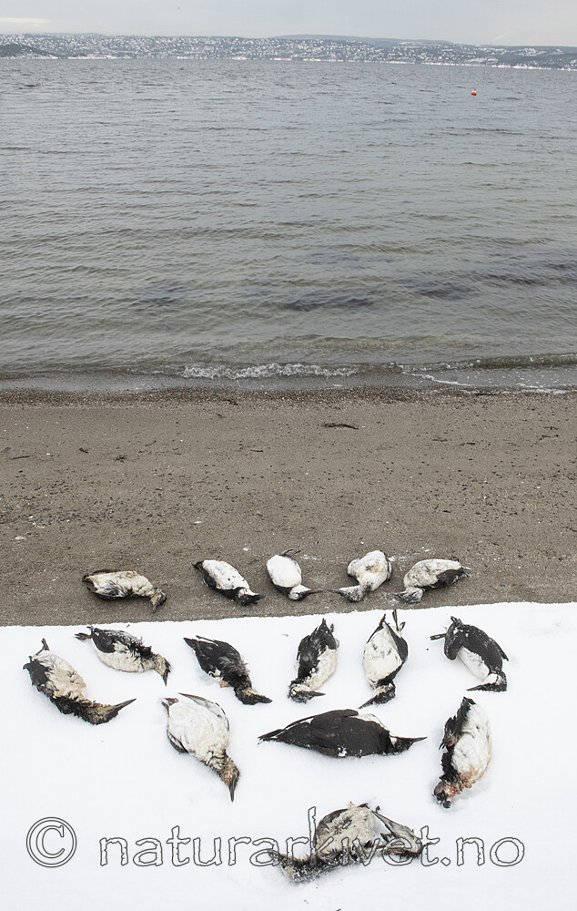 BB_20211201_0026 / Alca torda / Alke <br /> Uria aalge / Lomvi