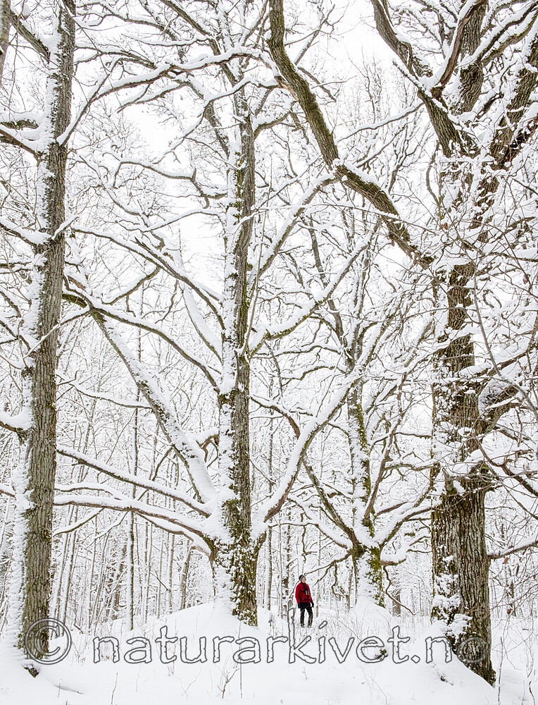 BB_20220109_0028 / Quercus robur / Sommereik