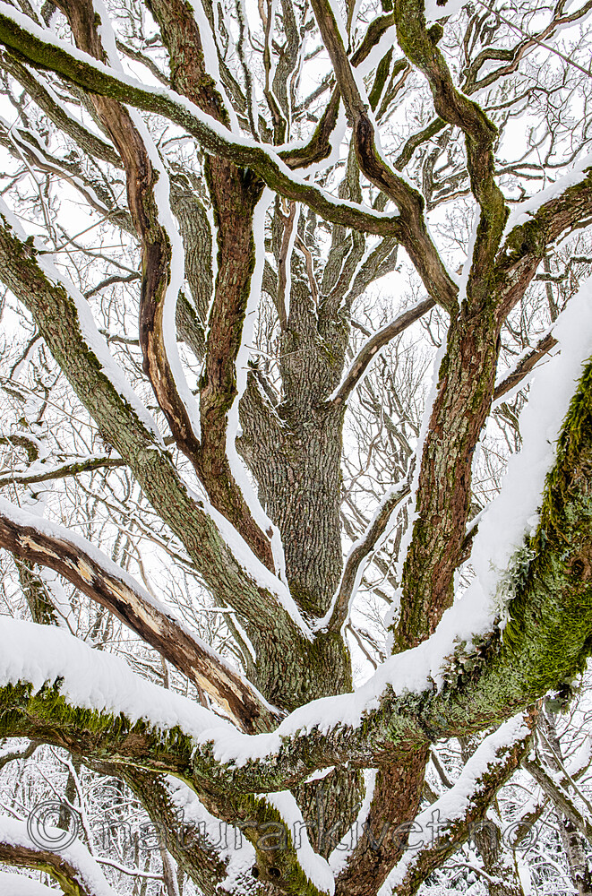 BB_20220109_0041 / Quercus robur / Sommereik