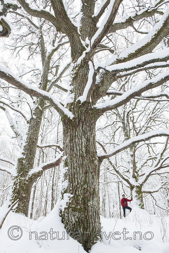 BB_20220109_0051 / Quercus robur / Sommereik