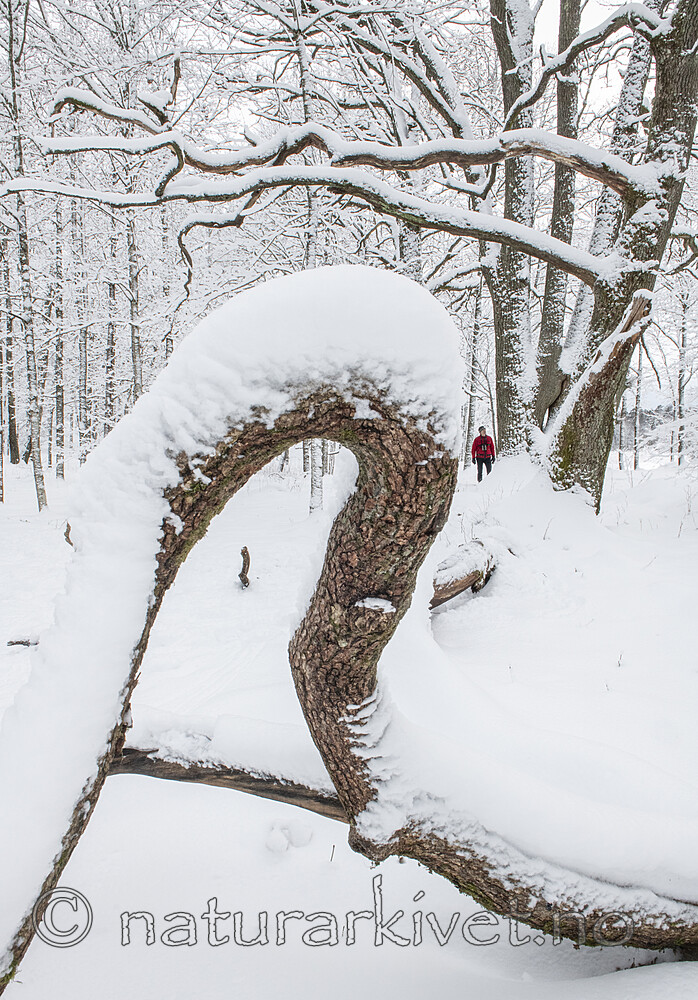 BB_20220109_0060 / Quercus robur / Sommereik
