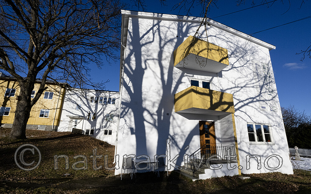BB_20220130_0018 / Quercus robur / Sommereik