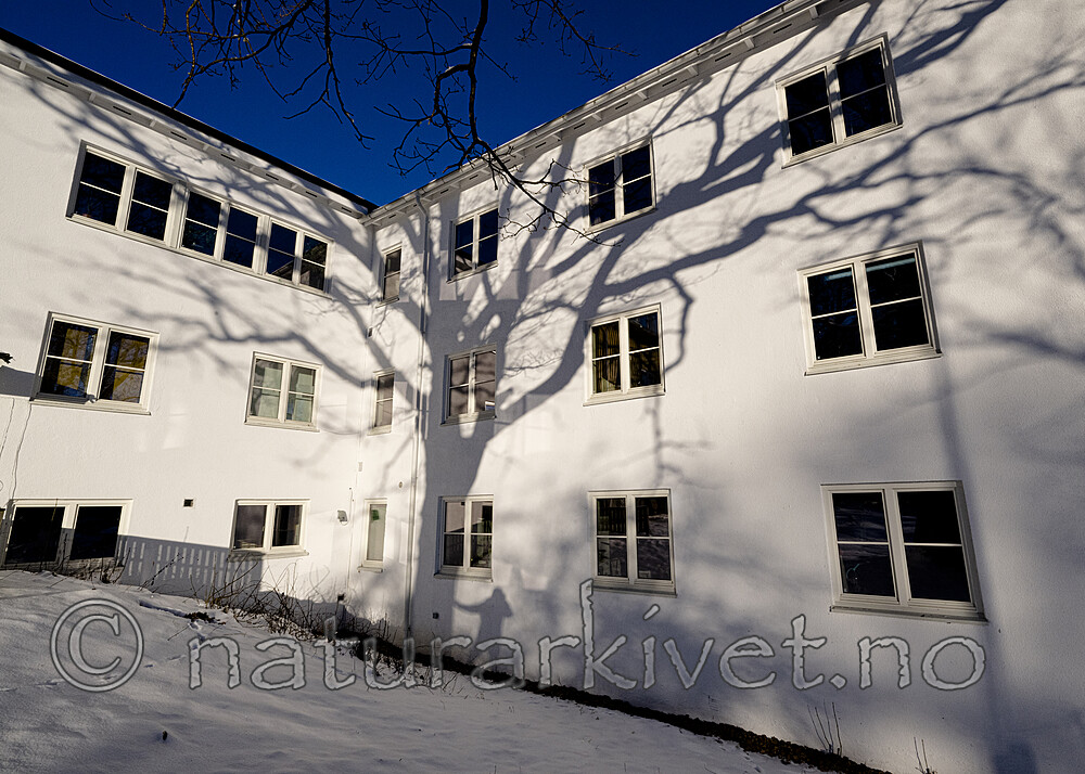 BB_20220202_0010 / Quercus robur / Sommereik