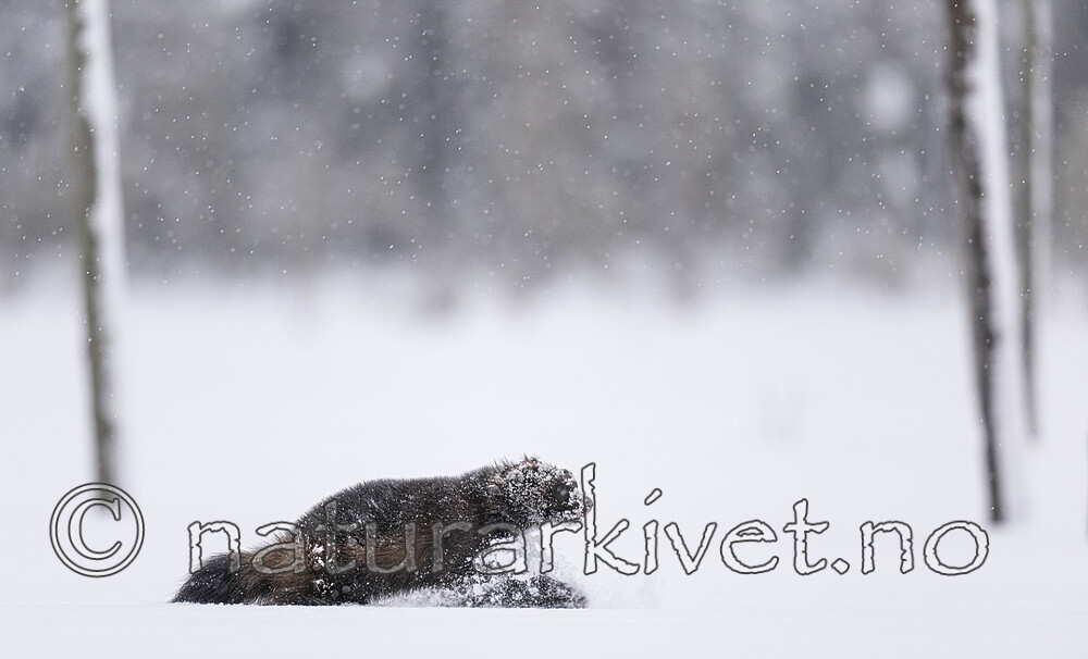 BB_20220220_0008-SharpenAI-Focus / Gulo gulo / Jerv