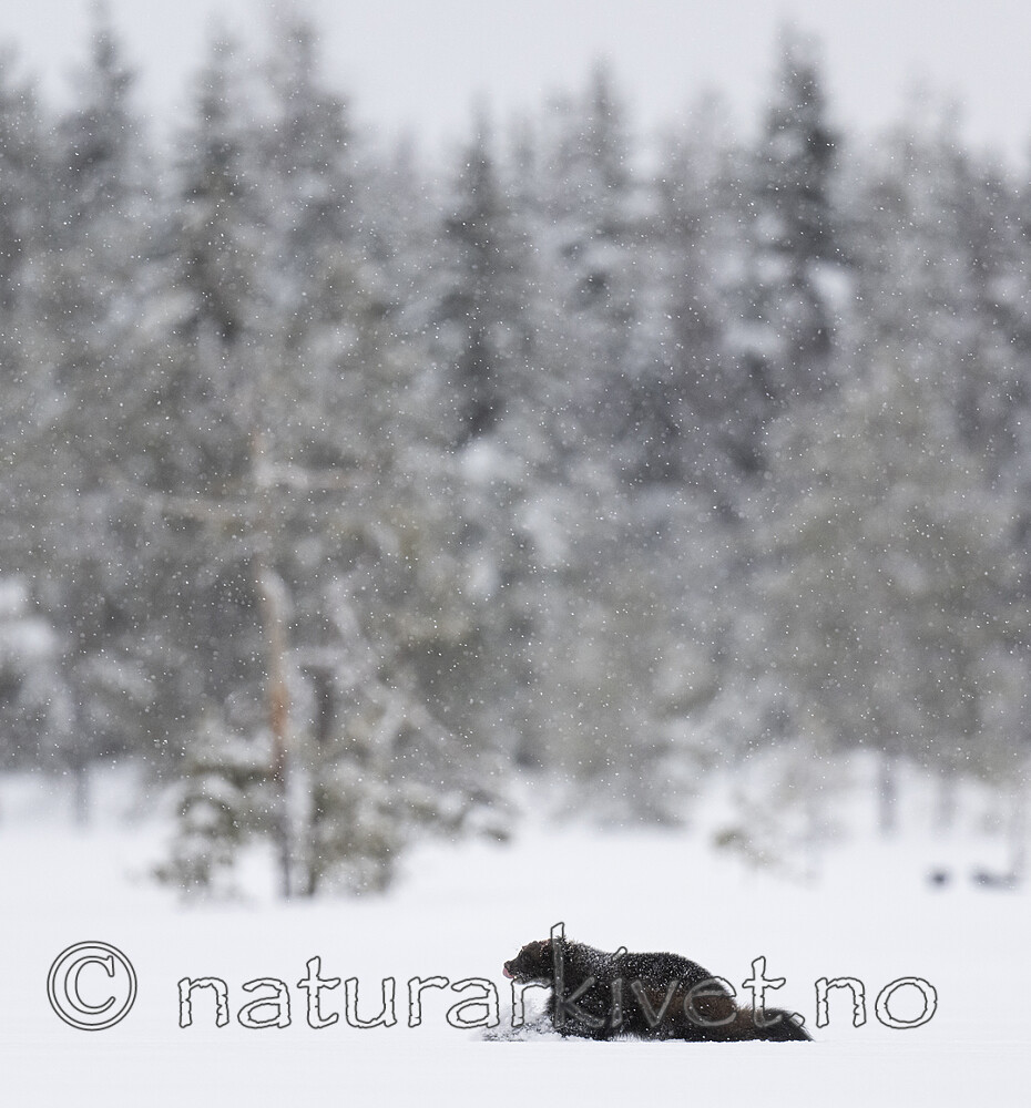 BB_20220220_0313 / Gulo gulo / Jerv