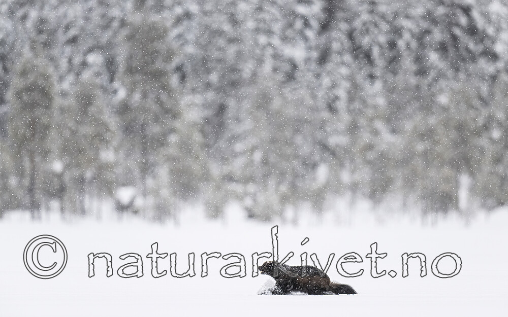 BB_20220220_0448-SharpenAI-Standard / Gulo gulo / Jerv