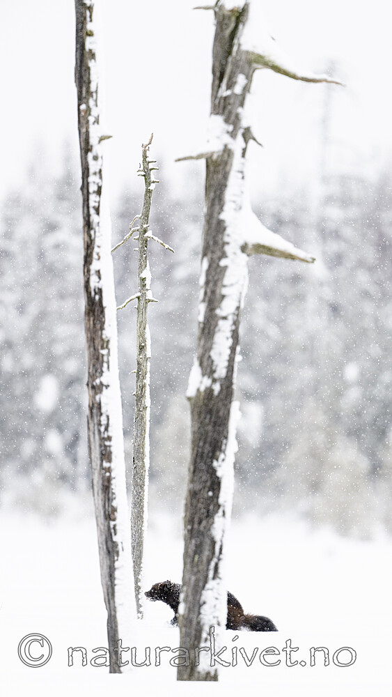 BB_20220220_0534 / Gulo gulo / Jerv