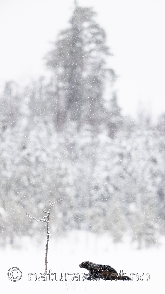 BB_20220220_0625 / Gulo gulo / Jerv