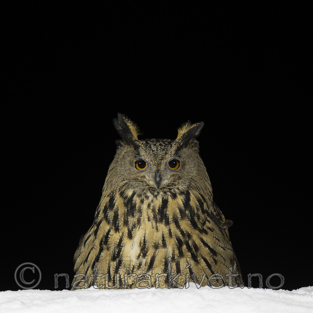BB_20220223_0620 / Bubo bubo / Hubro