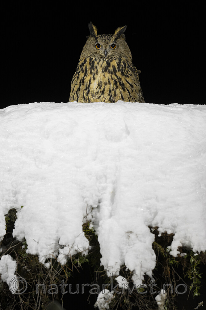 BB_20220223_0837 / Bubo bubo / Hubro