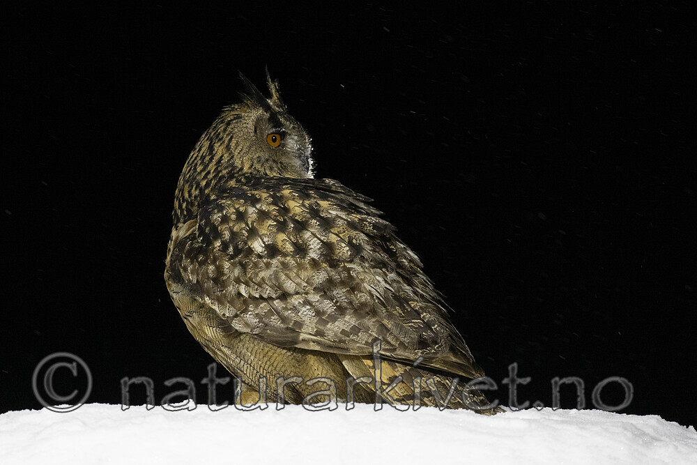 BB_20220223_0911 / Bubo bubo / Hubro