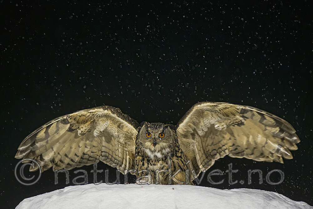 BB_20220224_0007-SharpenAI-Focus-2 / Bubo bubo / Hubro