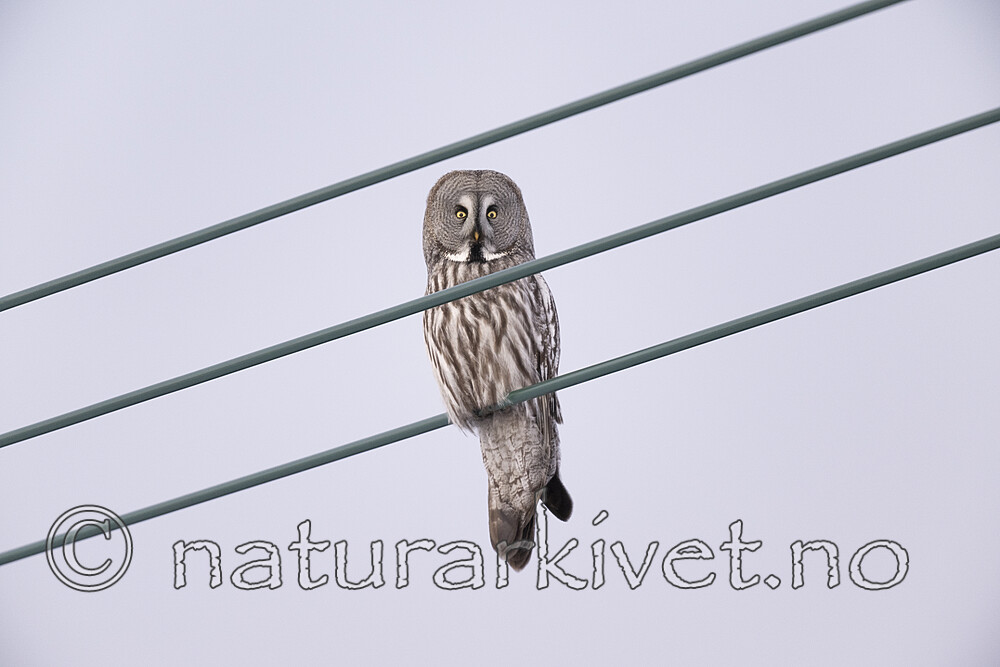 BB_20220225_0112 / Strix nebulosa / Lappugle