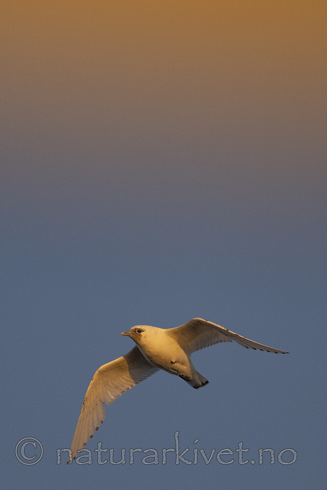 BB_20220418_0144 / Pagophila eburnea / Ismåke