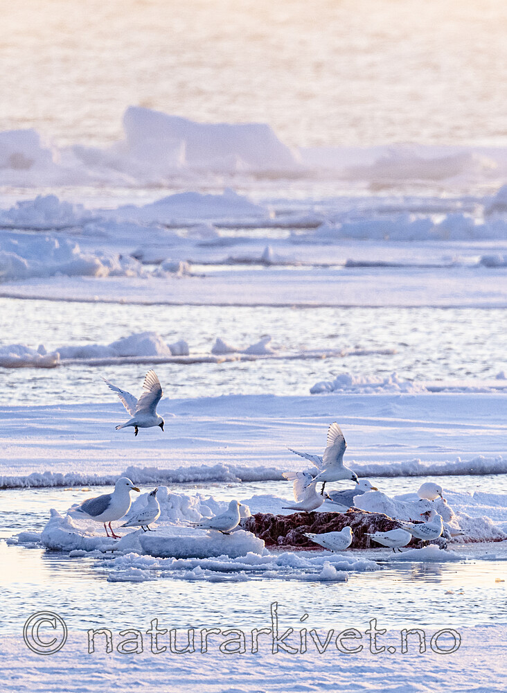 BB_20220418_0181 / Larus hyperboreus / Polarmåke <br /> Pagophila eburnea / Ismåke